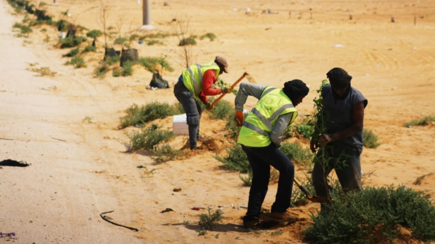 جهة نواكشوط تنظم حملة لتشجير طريق المطار