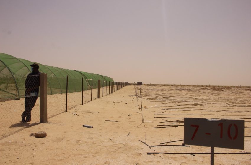  جهة نواكشوط توزع أراضي مستصلحة بالرياض على المزارعين